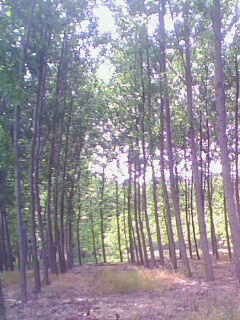 �D���a(ch��n)Ʒչʾ�� �c���ɷŴ�