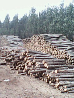 �D����˾���� �c���ɷŴ�