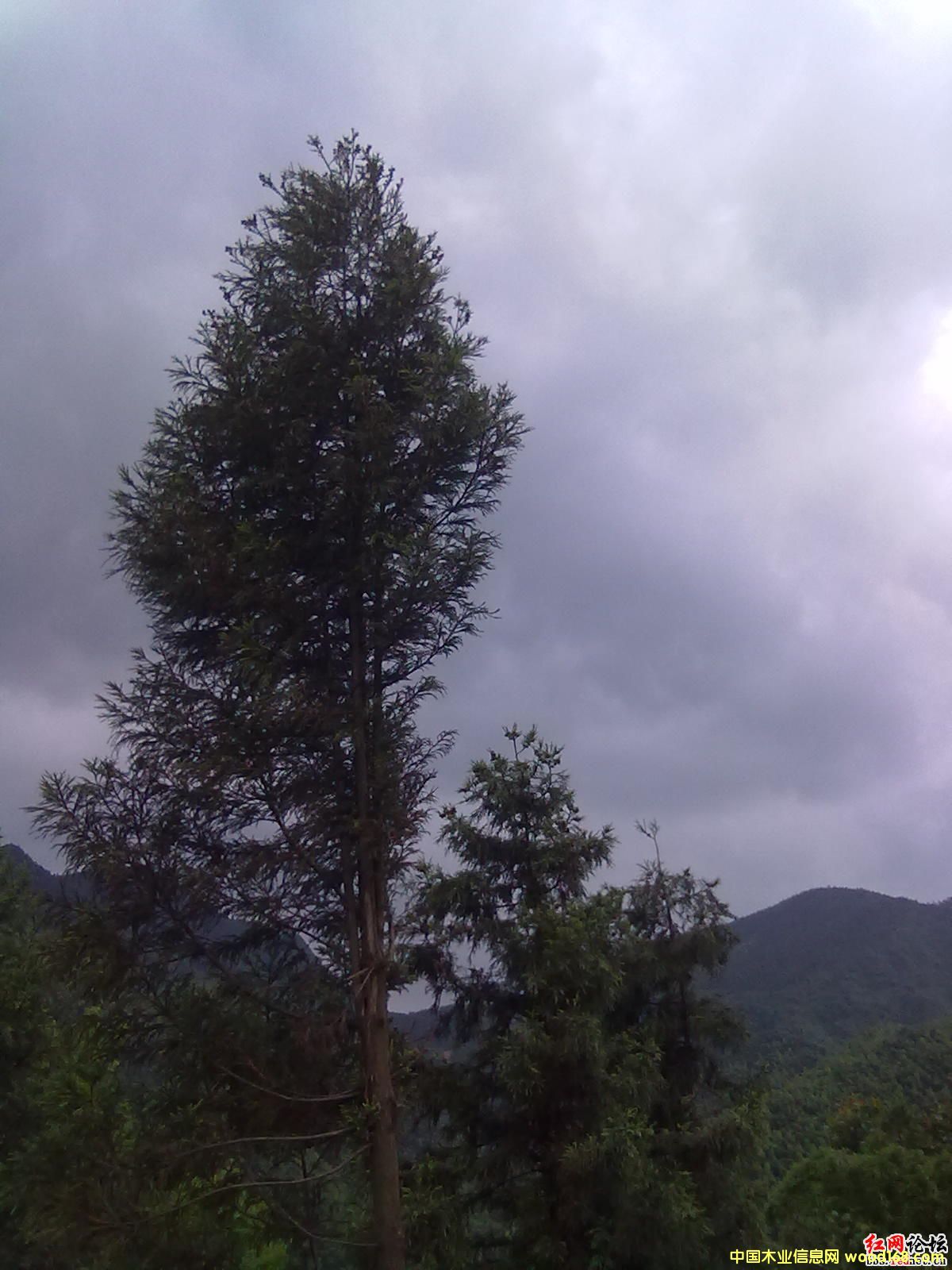 �D��ԭľ �c���ɷŴ�