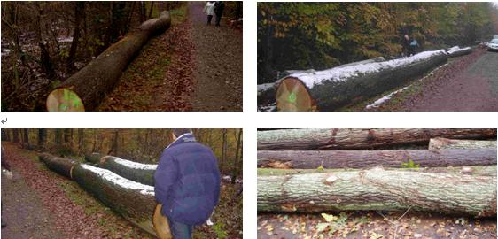 �c���鿴��ľԭľ�Ŵ�DƬ