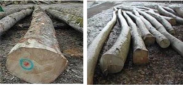 �c���鿴ˮ����ԭľ�Ŵ�DƬ