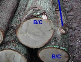 �c���鿴��ľԭľ�Ŵ�DƬ