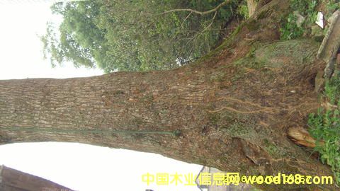 ����(y��ng)����õ�С�~�����Ř�/������Ԕ��(x��)��B