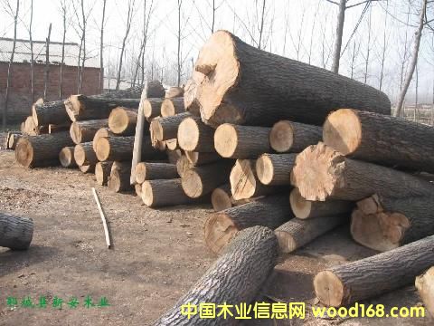 �c���鿴ԭľ����Ŵ�DƬ