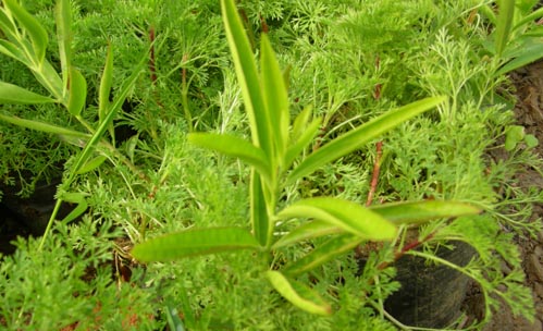 �c���鿴̴���磬̴��Nֲ��̴��ľ/̴���Ŵ�DƬ