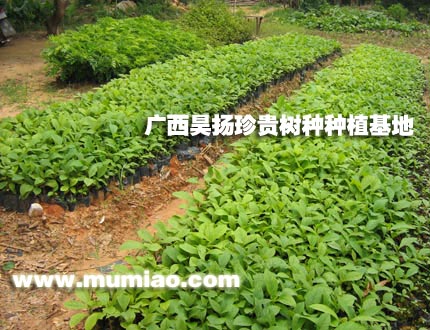 ��ľ������ľ�Nֲ����ľ��