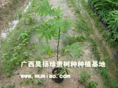 �c���鿴�����磬����Nֲ������ľ/�����Ŵ�DƬ