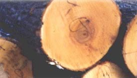 hardmaple��Ԕ��(x��)��B