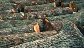 ������ľ��Ԕ��(x��)��B