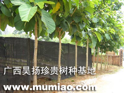 ������ľ��N����ľ����;/�ɲ�/�r��