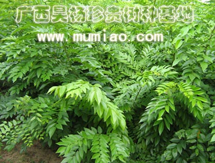 �c���鿴�����S̴���S���������࣬�S����Nֲ/�ɲ�/�r��Ŵ�DƬ