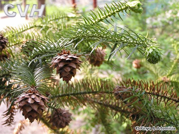 �t��ɼ2��Ԕ����B