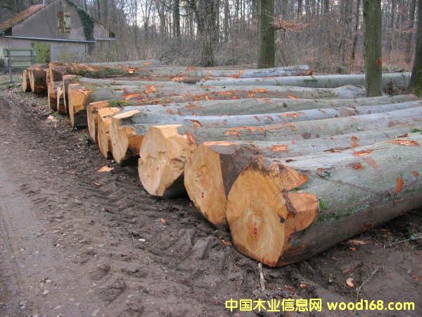 ԭľ��Ԕ����B