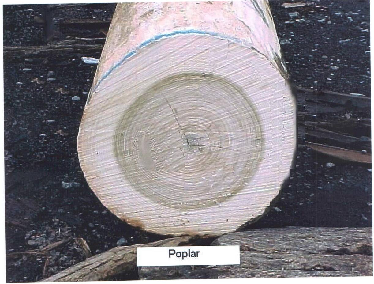 POPLAR LOG��Ԕ��(x��)��B
