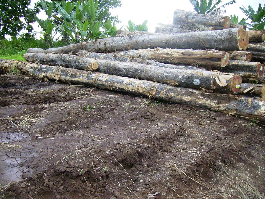 Kuriva Teak logs��Ԕ����B