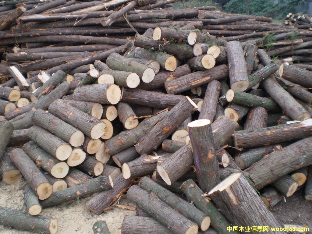 ���I��ľ��Ԕ����B