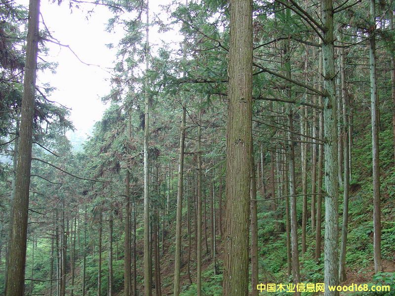 ɼľԭľ��Ԕ����B