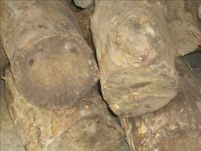 �c���鿴�S��ľ�Ŵ�DƬ