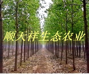 ���|��������ľ��Ԕ����B