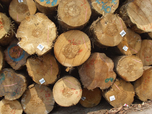 ����ľ�ĵ�Ԕ����B