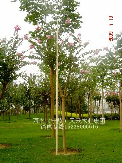 һ��Ʒ--ȫ�SƤ̫�O��Uʮ���U��Ϟ���U�L4.5�� 