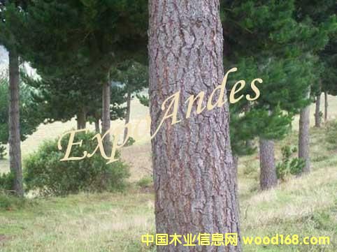 ݗ����ԭľ��Ԕ����B