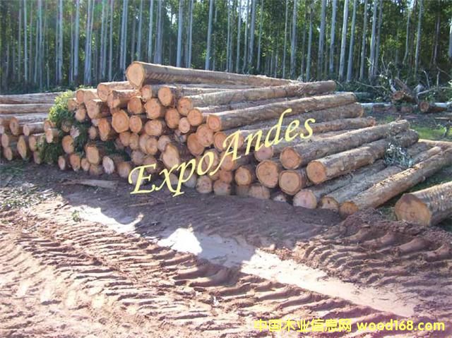 ��ľ��Ԕ����B