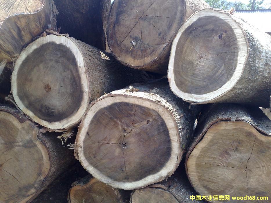 ACACIA MANGIUM����˼ľԭľ