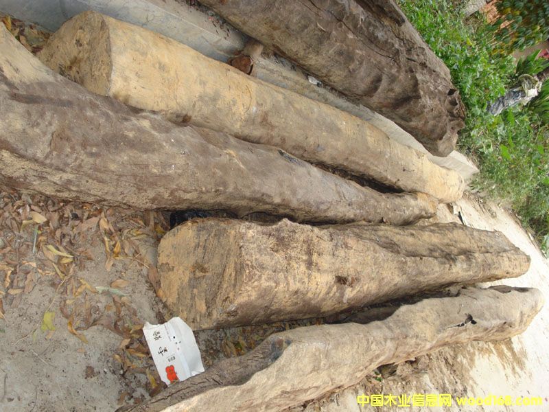 �c(di��n)���鿴ˮ��ľ���Fľ�Ŵ�DƬ