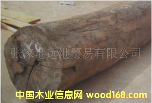 ������ľ ��̴ Diospyros