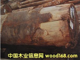 ����С�}�A���� ����ͩԭľ ľ�� JELU