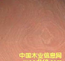 ɳ����ľƤ��Ԕ����B