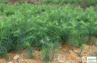 ɼ�����Ԕ����B