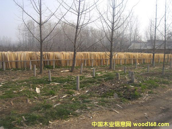 ��ľ��Ƥ��Ԕ����B