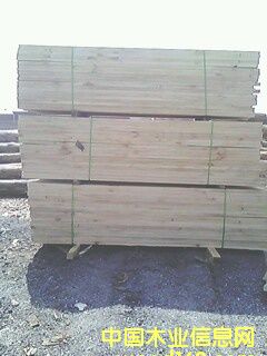 輻射松的詳細介紹