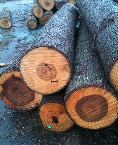 ����ɽ����