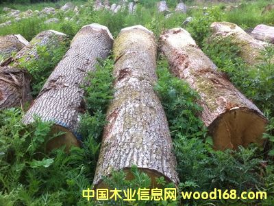 [��] �·�AB������ԭľ