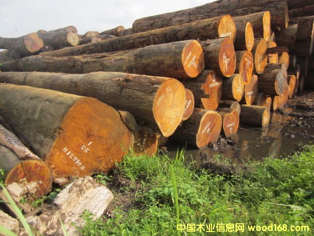 Bilinga �͵�ľ�������Sđľ