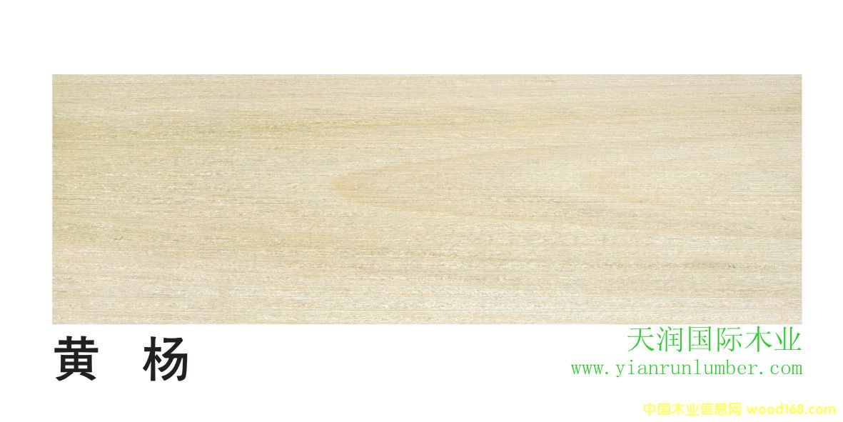 [��] �����S�� Yellow Poplar