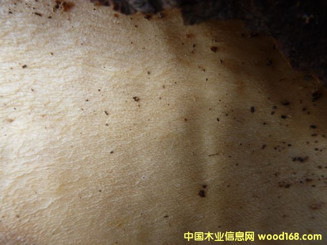 �W�ޗ�ľ��Ԕ����B