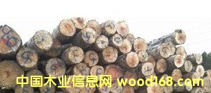 ���l�N�ۃ��|A����Ʒ�|��ԭľ