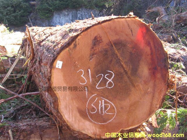 紅雪松的詳細(xì)介紹