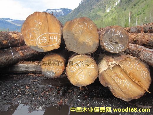 云杉的詳細(xì)介紹