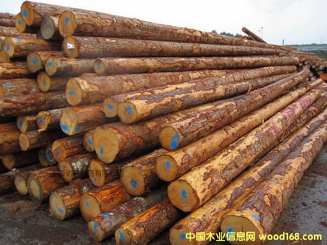 鐵杉的詳細(xì)介紹