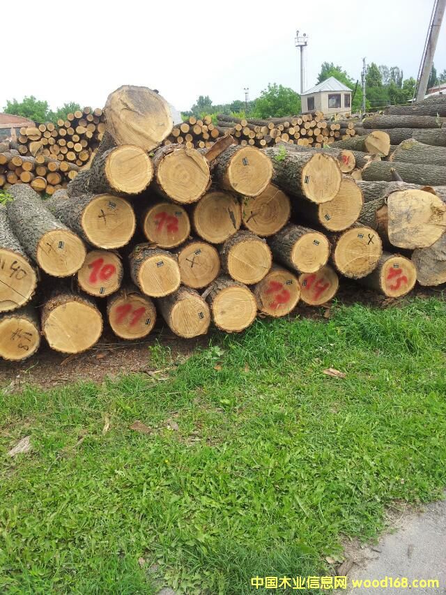 橡木的詳細介紹