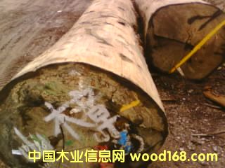 山樟的詳細(xì)介紹