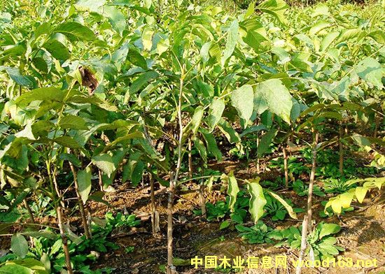 �c���鿴������Ҽ޽���Ŵ�DƬ