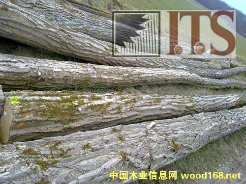 ��ľ���̻����󻱣�