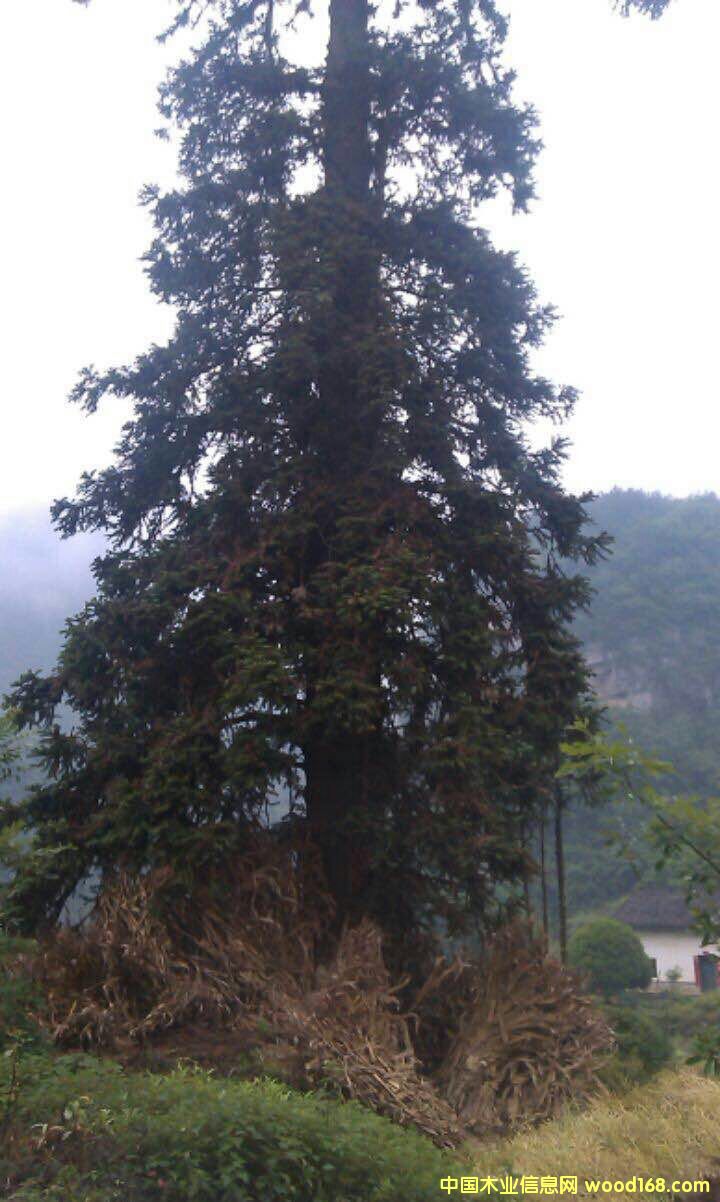 ��ڏ�ɼľ��Ԕ����B