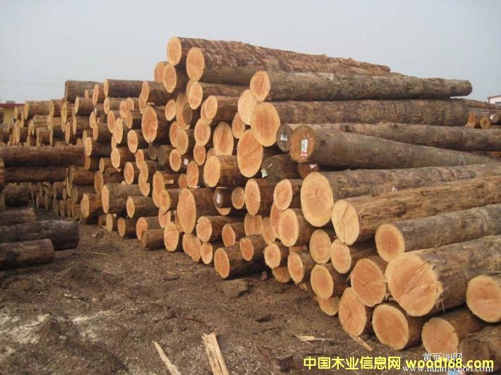 �Fɼ���W�ɵ��M��ľ��